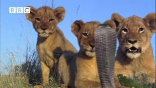 Lion Cubs V Spitting Cobra - Pride (Kate Winslet, Martin Freeman & Rupert Graves)
