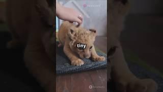 Adorable Baby Lion Moments!