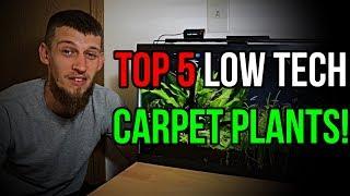 MY TOP 5 FAVORITE LOW TECH CARPETING PLANTS