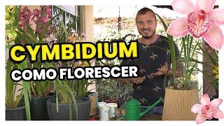 ORQUÍDEA CYMBIDIUM | COMO FORESCER