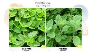 Sweet Knotted Marjoram Origanum Majorana Herb Organic Natural Aromatic Heirloom Garden Seeds USA