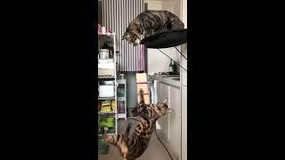 Bengal Cat Does Pull Ups #Shorts