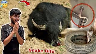 The snake is so dangerous that it causes great harm  The snake is so dangerous