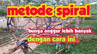 METODE SPIRAL ...!!.. CARA MEMBUAHKAN ANGGUR AGAR BERBUAH BANYAK...