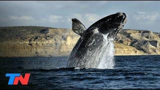 El show de las ballenas francas en Península Valdés