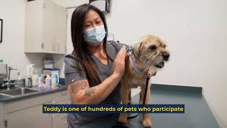 Veterinary Center for Clinical Trials (VCCT)