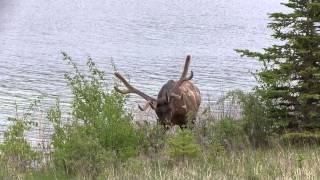 Alberta Nature Watching Tips 1: Introduction Featuring Jasper National Park, Alberta