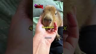 Люди приютили капибару️ #животные #animals