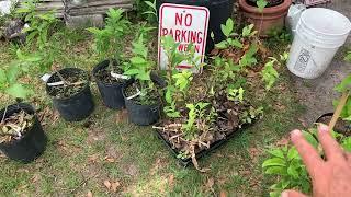 Increasing my tropical fruit tree collection