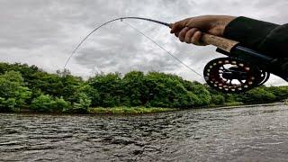 Silver Salmon On A 3wt Trout Rod