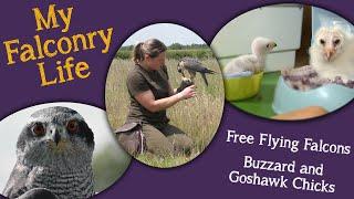 My Falconry Life |  Buzzard and Goshawk Update | Free Flying Falcons