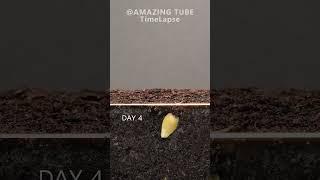 Growing Orange Tree from seed #timelapse #plants