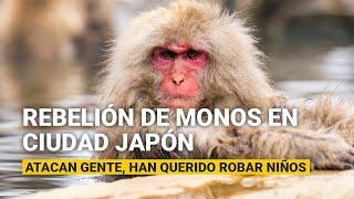 Hay rebelión de monos en una ciudad de Japón: atacan gente, han querido robar niños