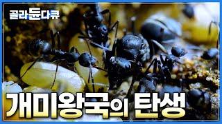 공주개미의 탄생부터 불개미와 치열한 전쟁까지│개미 왕국을 지키기 위한 처절한 사투│개미왕국의 탄생│다큐프라임│#골라듄다큐