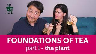 Free Tea Course! THE FOUNDATIONS OF TEA - Pt.1: The Plant