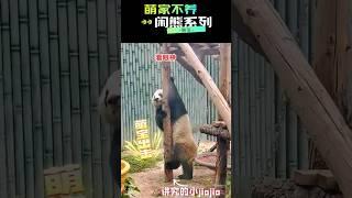 【不得了！】萌宝霸气出击，舞姿惊艳！萌家不养闲熊实锤了 #熊猫 #萌兰 #萌宝 #giantpanda #pandamengbao