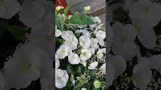 Гортензия Сбежавшая Невеста Германия##hortensien #hydrangea #дача #сад #германия #гортензия #garden