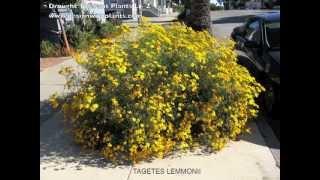 Drought Tolerant Plants L - Z