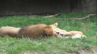 Löwennachwuchs Lolek und Bolek im Zoo Dortmund