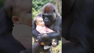 Heartwarming Bond: Gorilla Shows Love for Human Baby #monkey #monkeybaby #friends #love #shorts