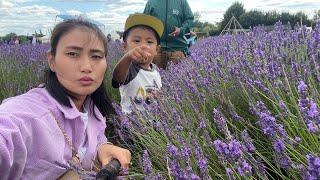 Way to Hitchin Lavender Field Hertfordshire 