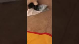 Baby Atari’s first signs of Feistyness!