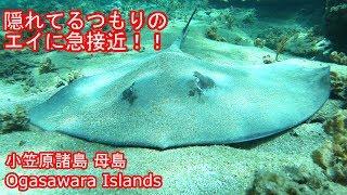 エイにそっと近づいてみた！水中映像(小笠原諸島 母島)南京浜編 HD[4K] Ogasawara Islands Nankin Beach