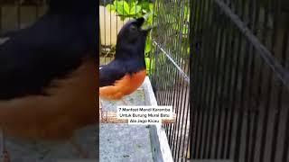 7 Manfaat Mandi Karamba Untuk Burung Murai Batu