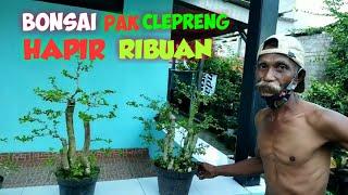 Padahal masih pemula dan baru 7 bulan,,, bonsai pak clepreng hampir ribuan