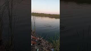 #bagat #Qolleqtor 22.06.24 #fishing #рыбалка #baliq #ovi