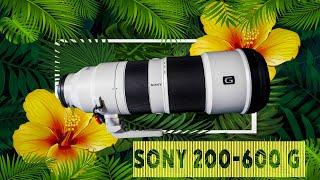 Best wildlife lens for photography and video on Sony system | Sony 200-600 G lens long term review