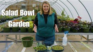 Salad Bowl Garden