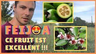 Comment cultiver le FEIJOA ? Pourquoi ce FRUITIER est PARFAIT ? Bouturage de FEIJOA. Haie fruitière