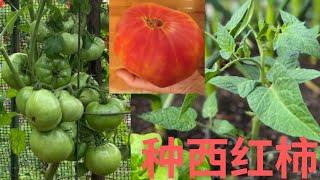 【西红柿】好品种推荐/种植要点｜快速扦插 移栽方法