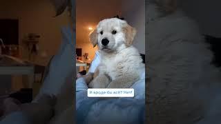 Как отучить щенка грызть и портить вещи? Полное видео уже на канале!