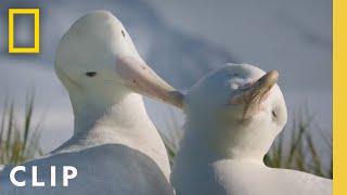 Albatross Love Story | Incredible Animal Journeys | National Geographic