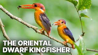 The Oriental Dwarf Kingfisher | Fascinating Documentary