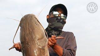 TEKNIK 'SLIDE' BEM (BAUNG EKOR MERAH) - REDTAIL CATFISH