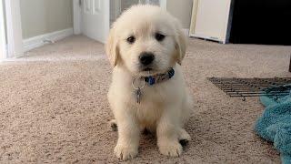 I GOT A PUPPY! - Cooper the 8 week old Golden Retriever