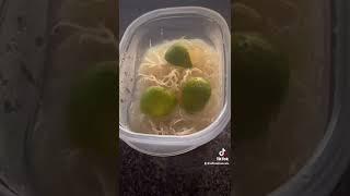 How to make sea moss gel! #seamoss #seamossgel #seamossgel #herbal #drsebi