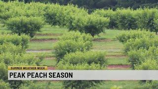 Summer Weather Week: Peak peach season