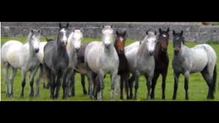 Connemara Ponies for Sale 2020