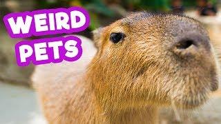 11 Most Unusual Pets In The World | Funny Pet Videos | #thatpetlife