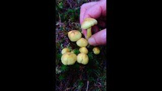 Yellow mushroom