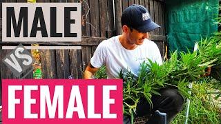 Identifying Male Cannabis Plants - Marijuana SA