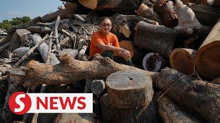 Hong Kong's dead trees find new life as furniture