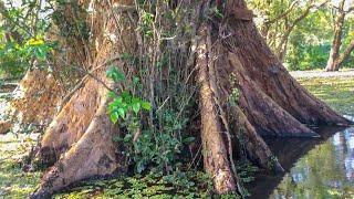 One Of The Biggest Kumbuk Tree