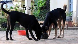 Nice! Black Labratony Retriever and Black Schipperk Food Together Monastery Memory Life/ Dog TimeTV