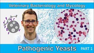 Pathogenic Yeasts (Part 1) - Veterinary Bacteriology and Mycology