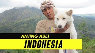 Get to know 4 Indonesian Native Race Dogs